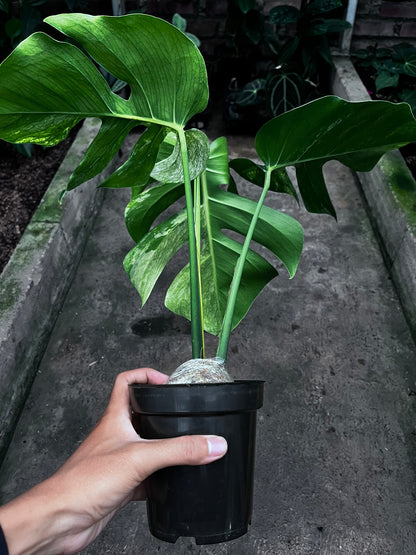 Monstera Mint