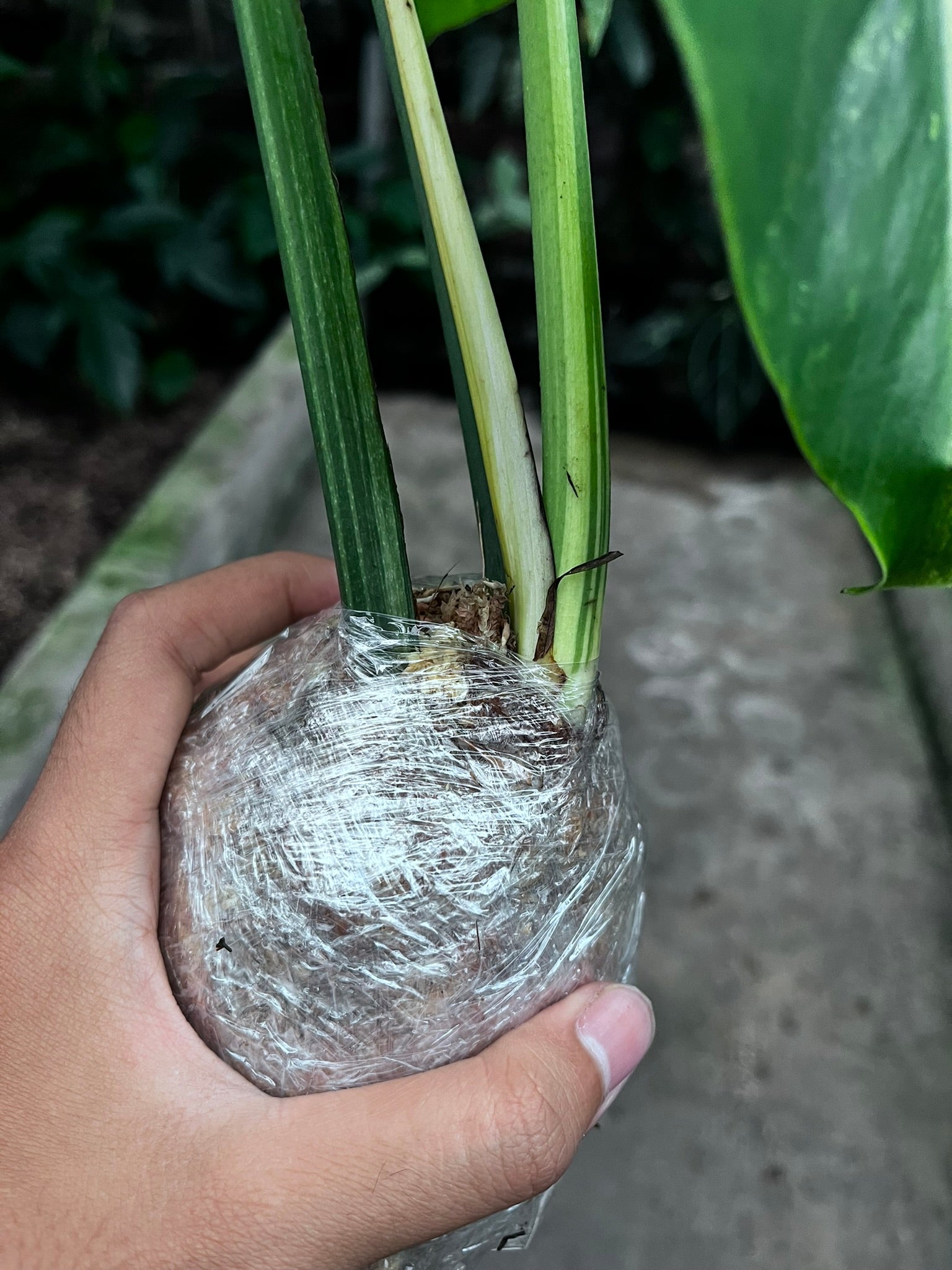 Monstera Mint