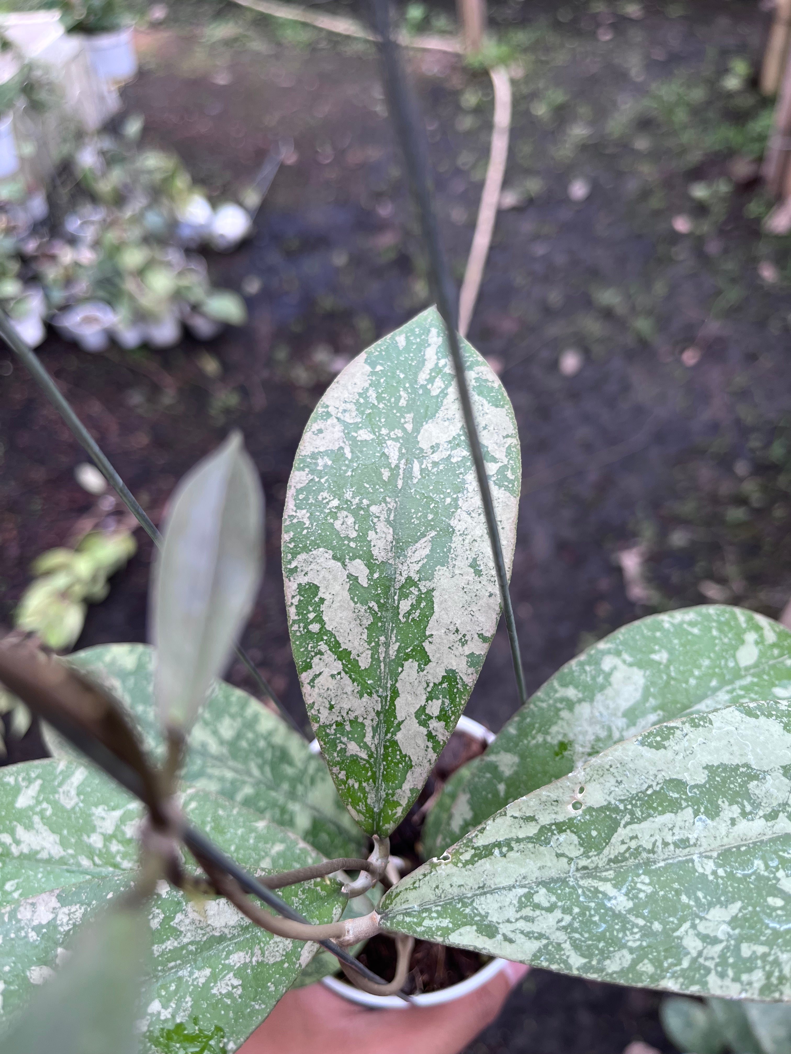 Hoya Kalimantan Barat Long Leaf