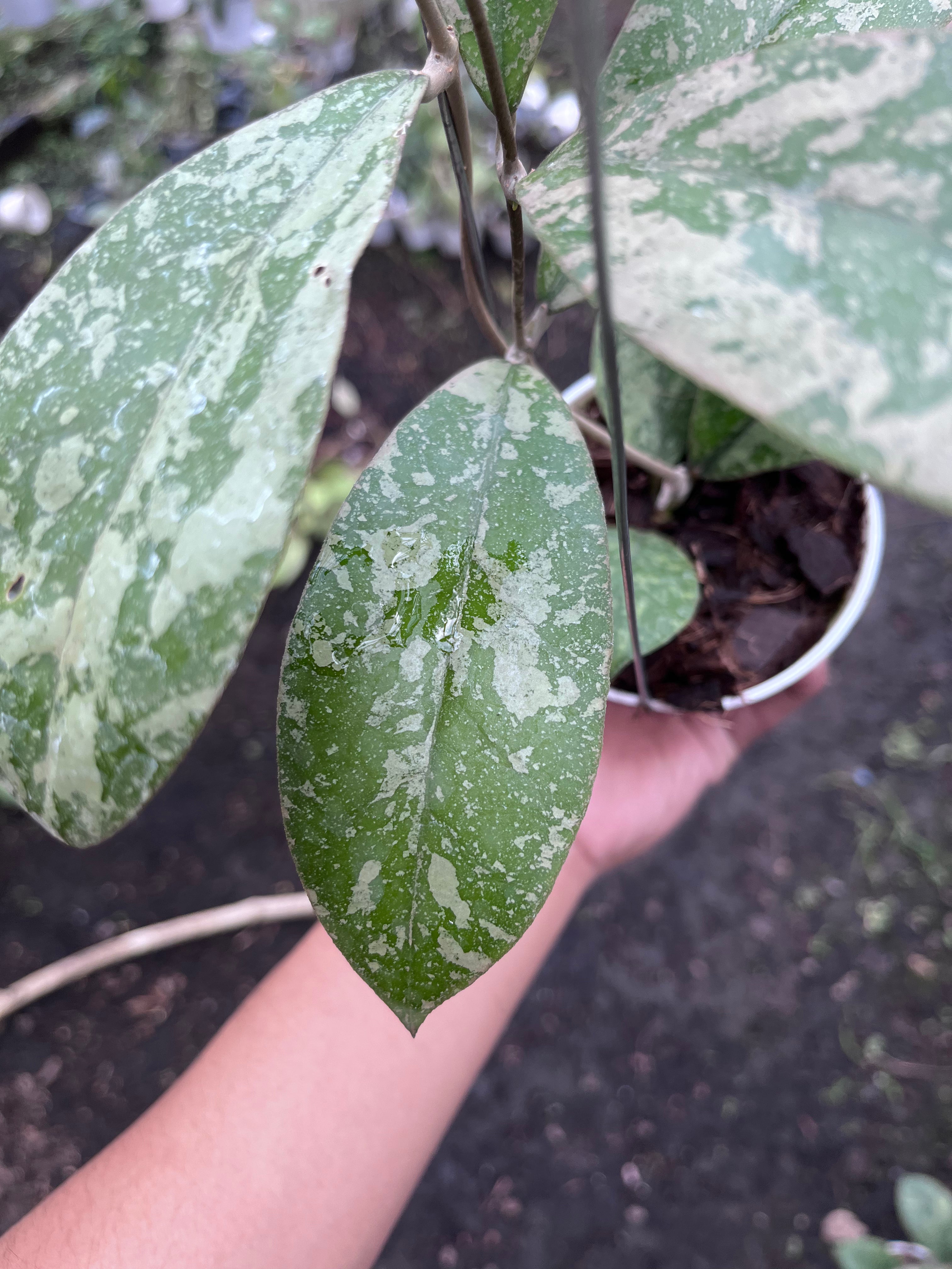 Hoya Kalimantan Barat Long Leaf