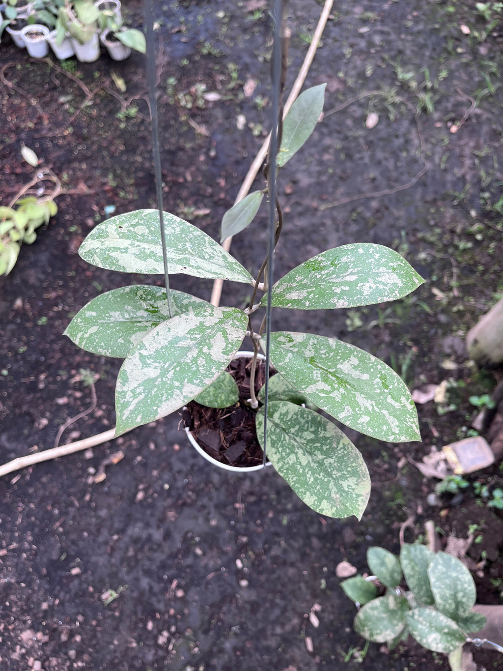 Hoya Kalimantan Barat Long Leaf