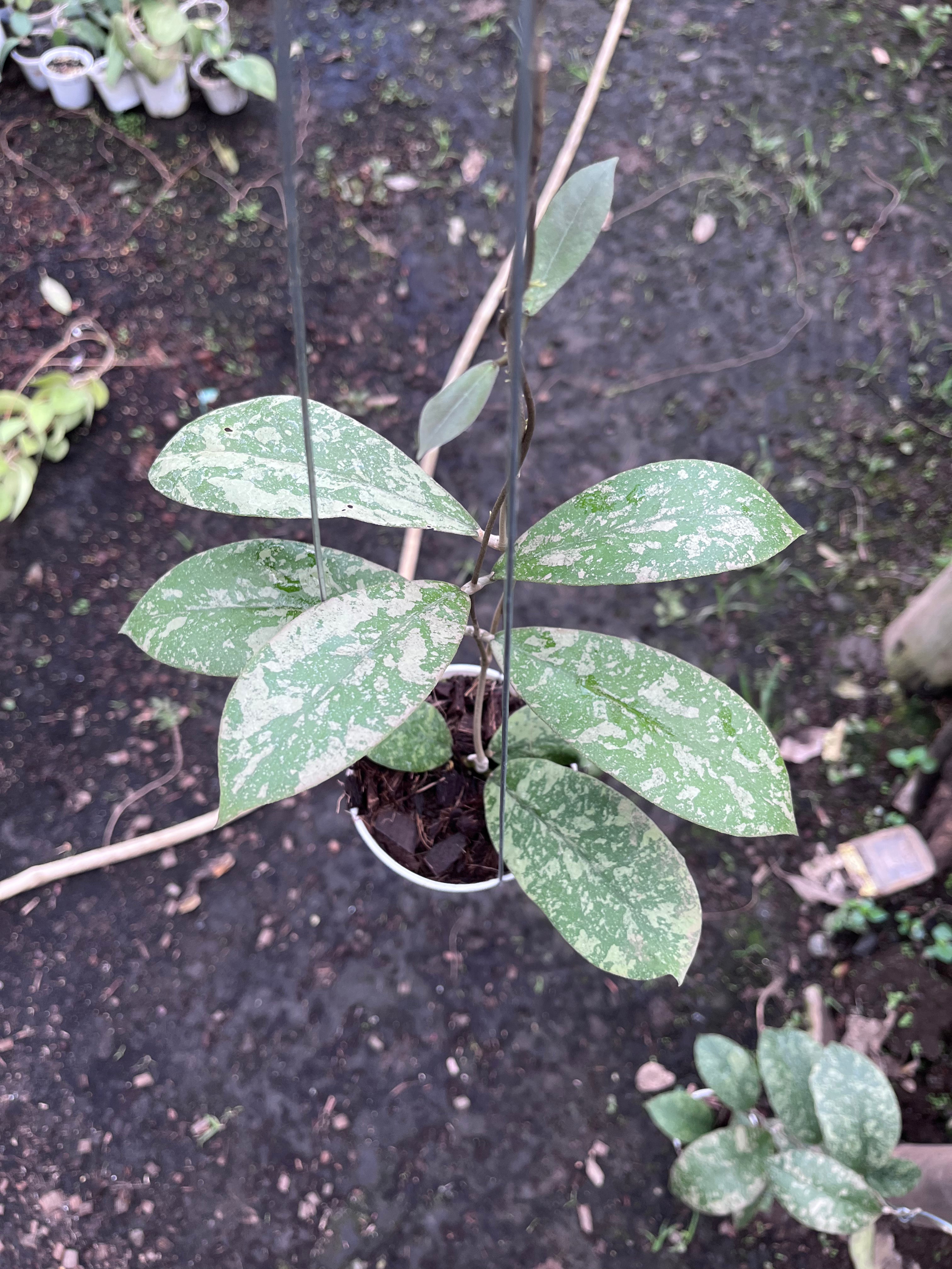 Hoya Kalimantan Barat Long Leaf