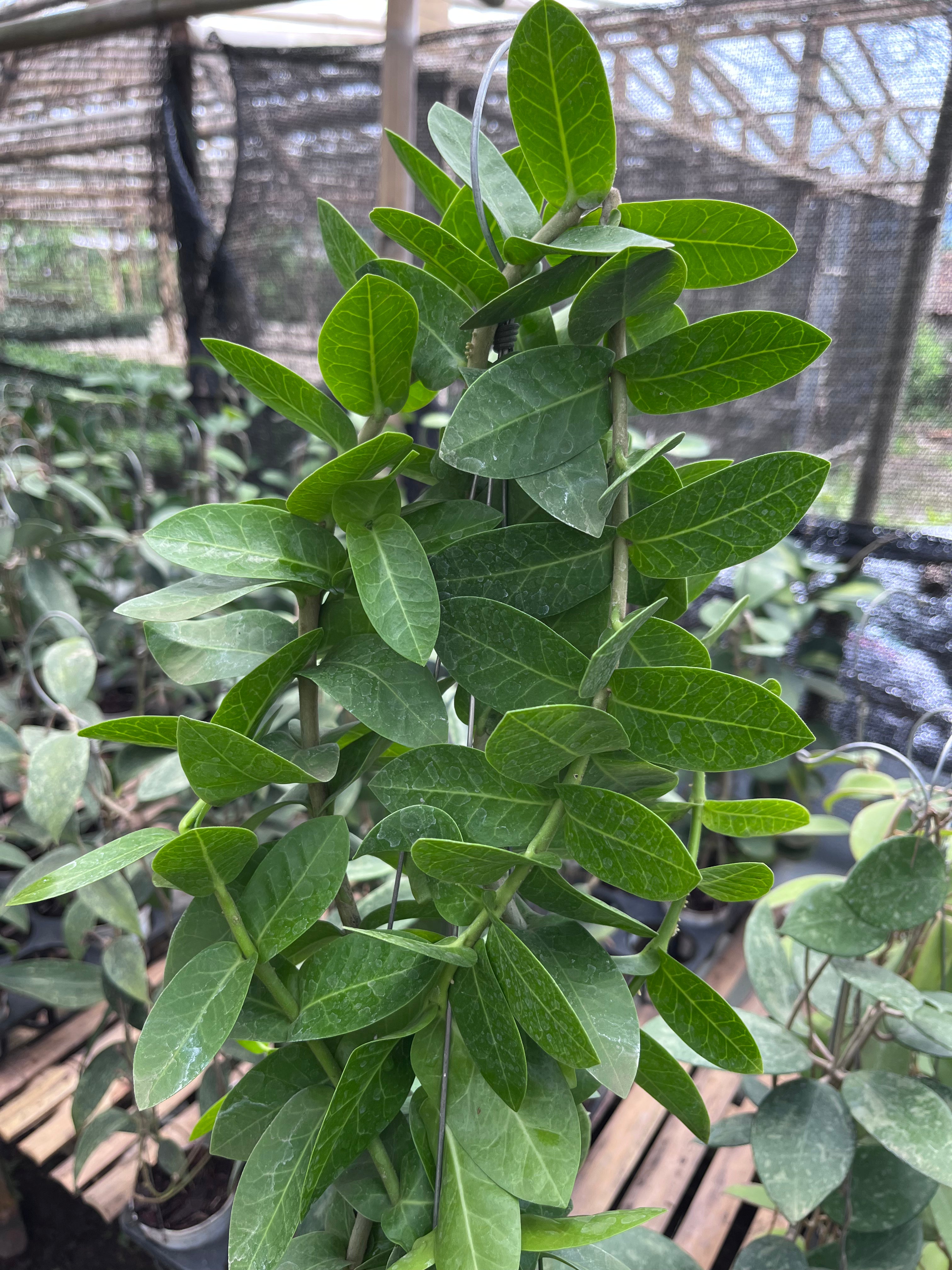 Hoya Cumingiana