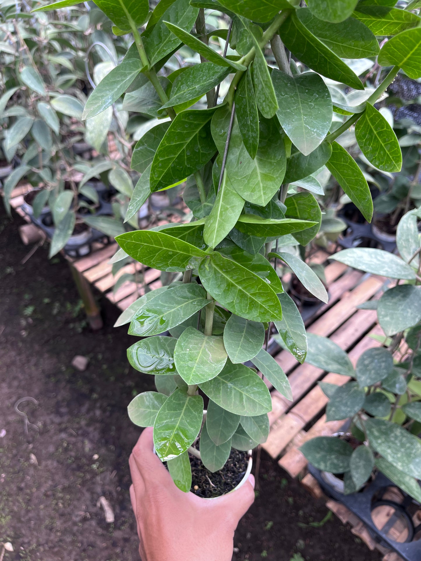 Hoya Cumingiana