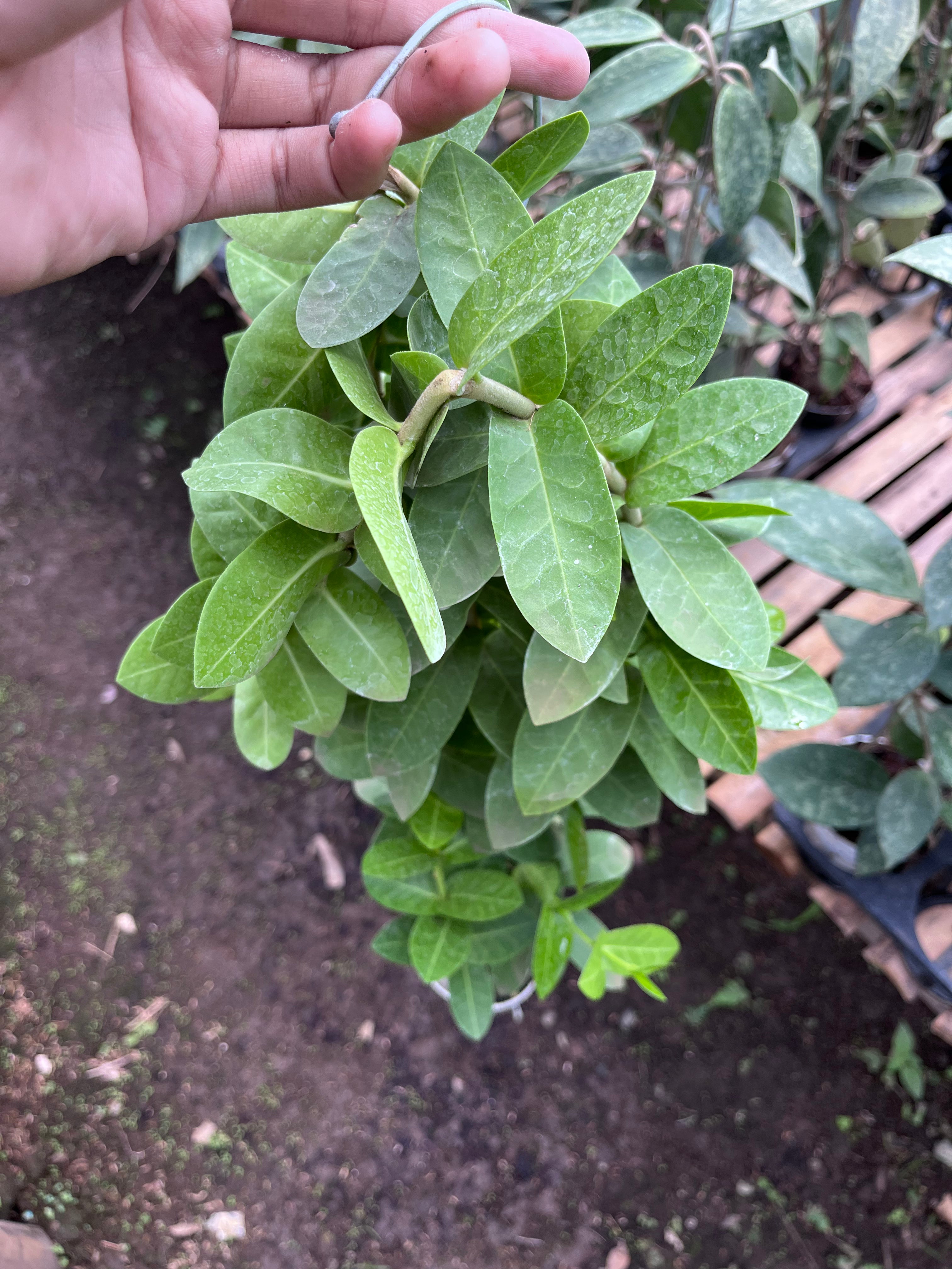 Hoya Cumingiana