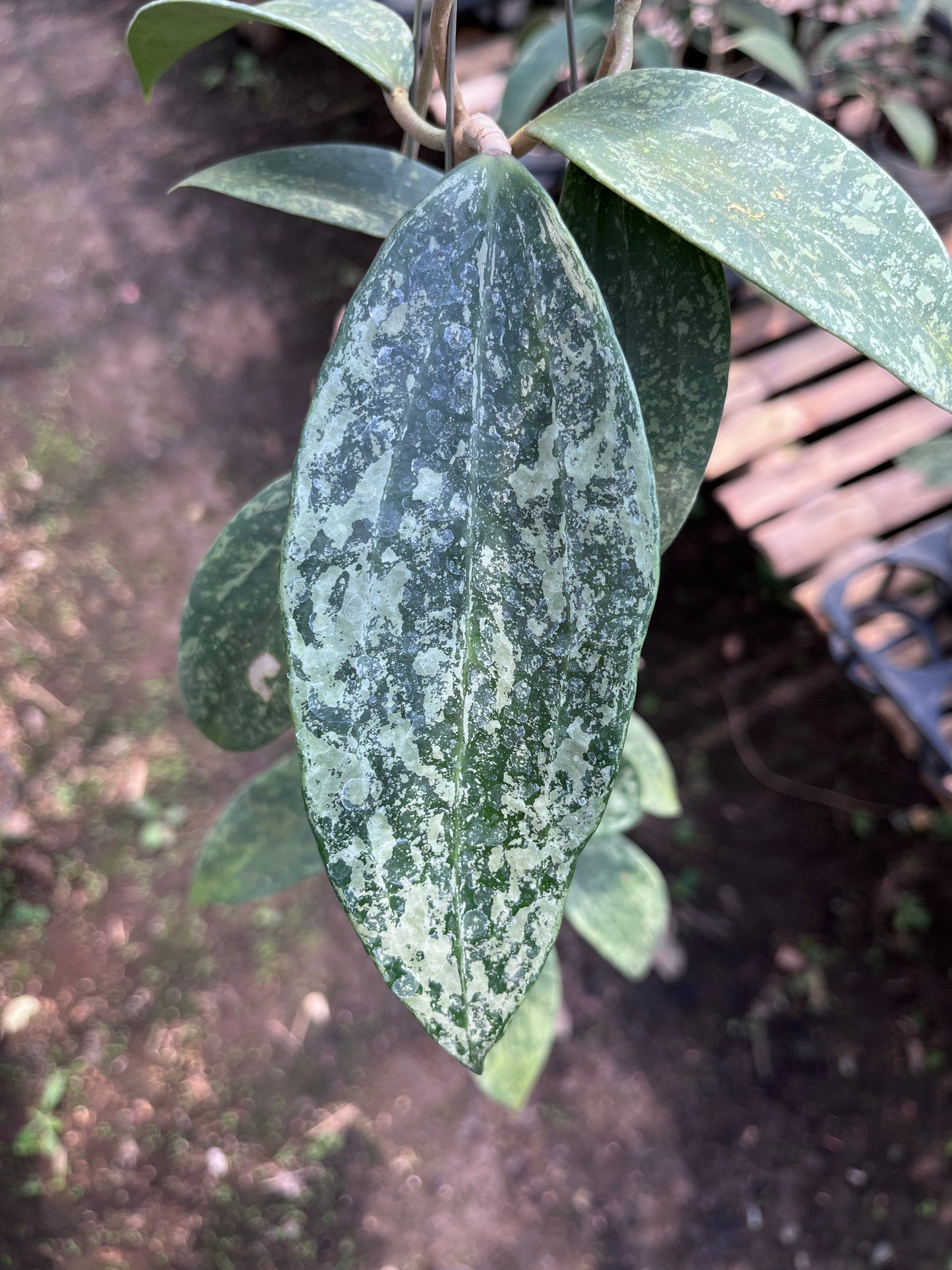 Hoya Rangsan Silver Splash