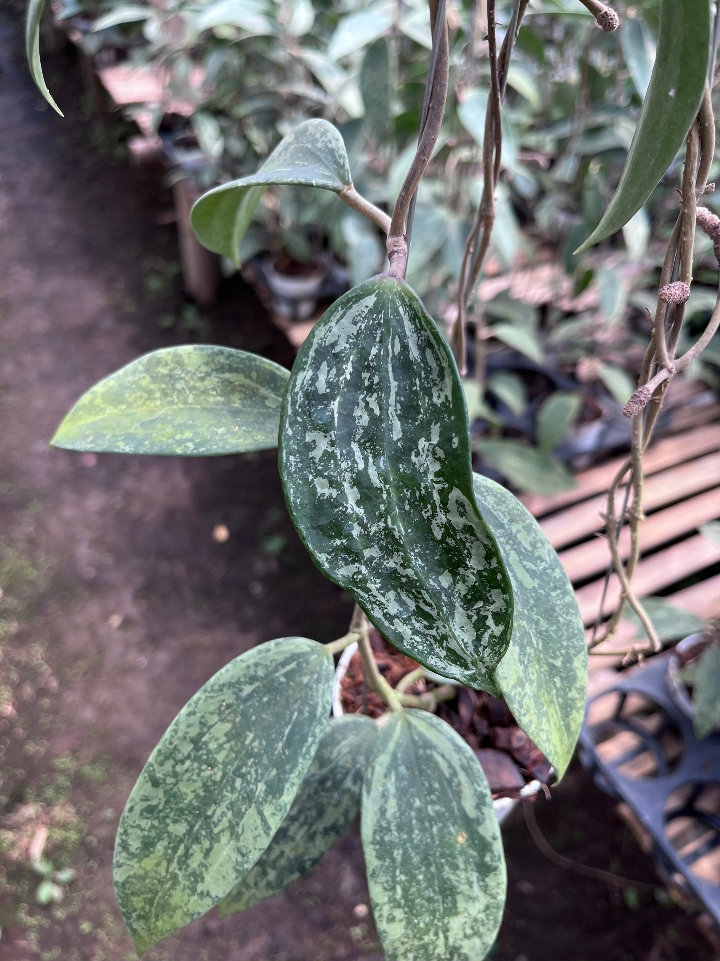 Hoya Rangsan Silver Splash