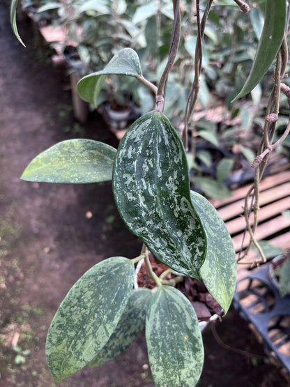 Hoya Rangsan Silver Splash