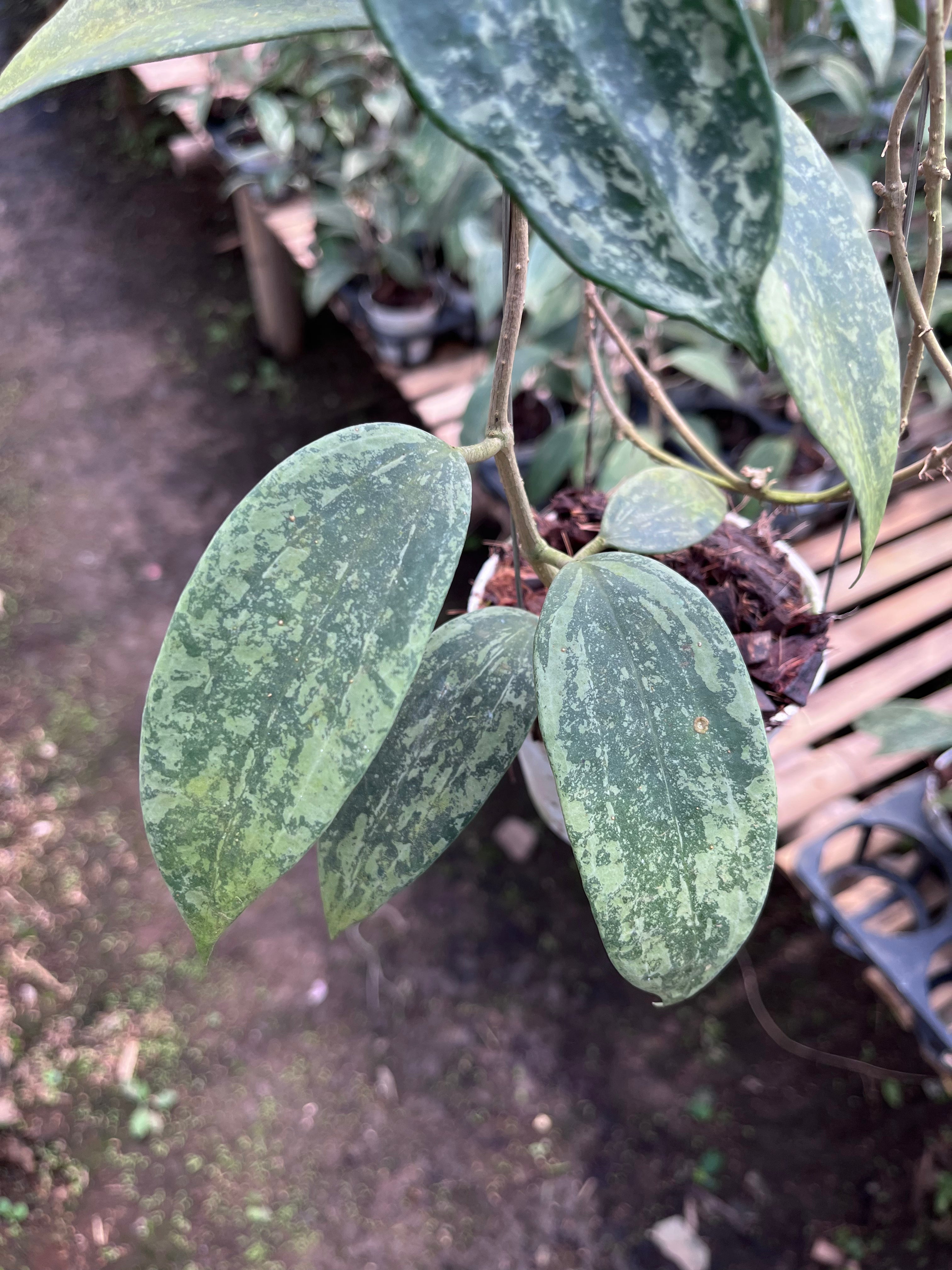 Hoya Rangsan Silver Splash