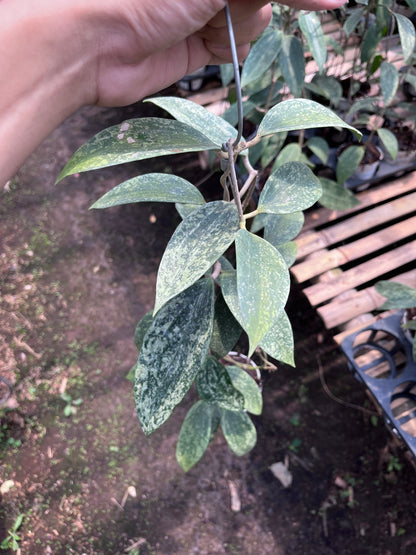 Hoya Rangsan Silver Splash