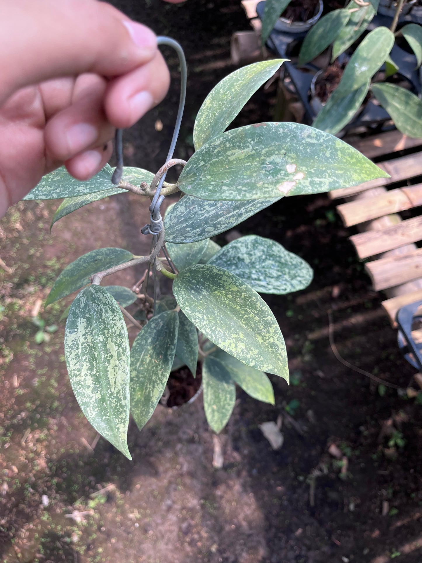 Hoya Rangsan Silver Splash