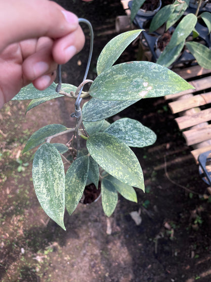 Hoya Rangsan Silver Splash