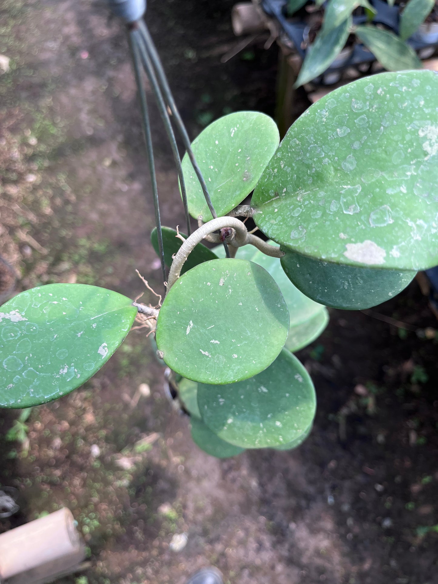 Hoya Obovata