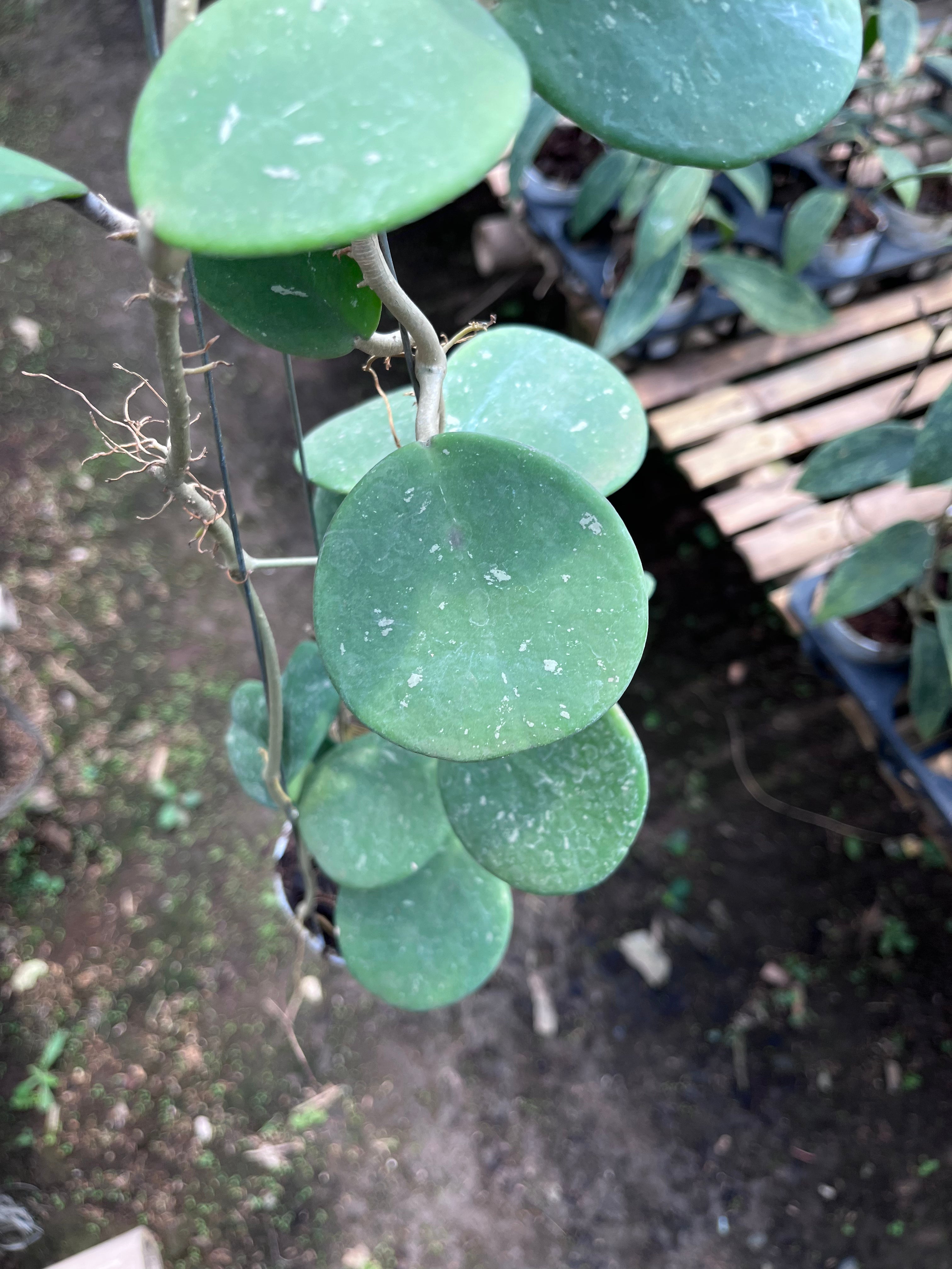 Hoya Obovata