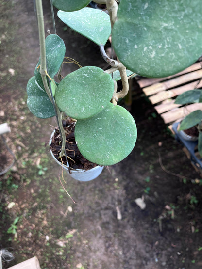 Hoya Obovata