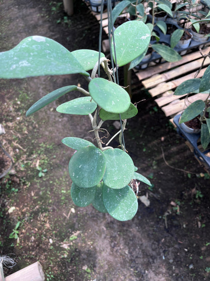 Hoya Obovata