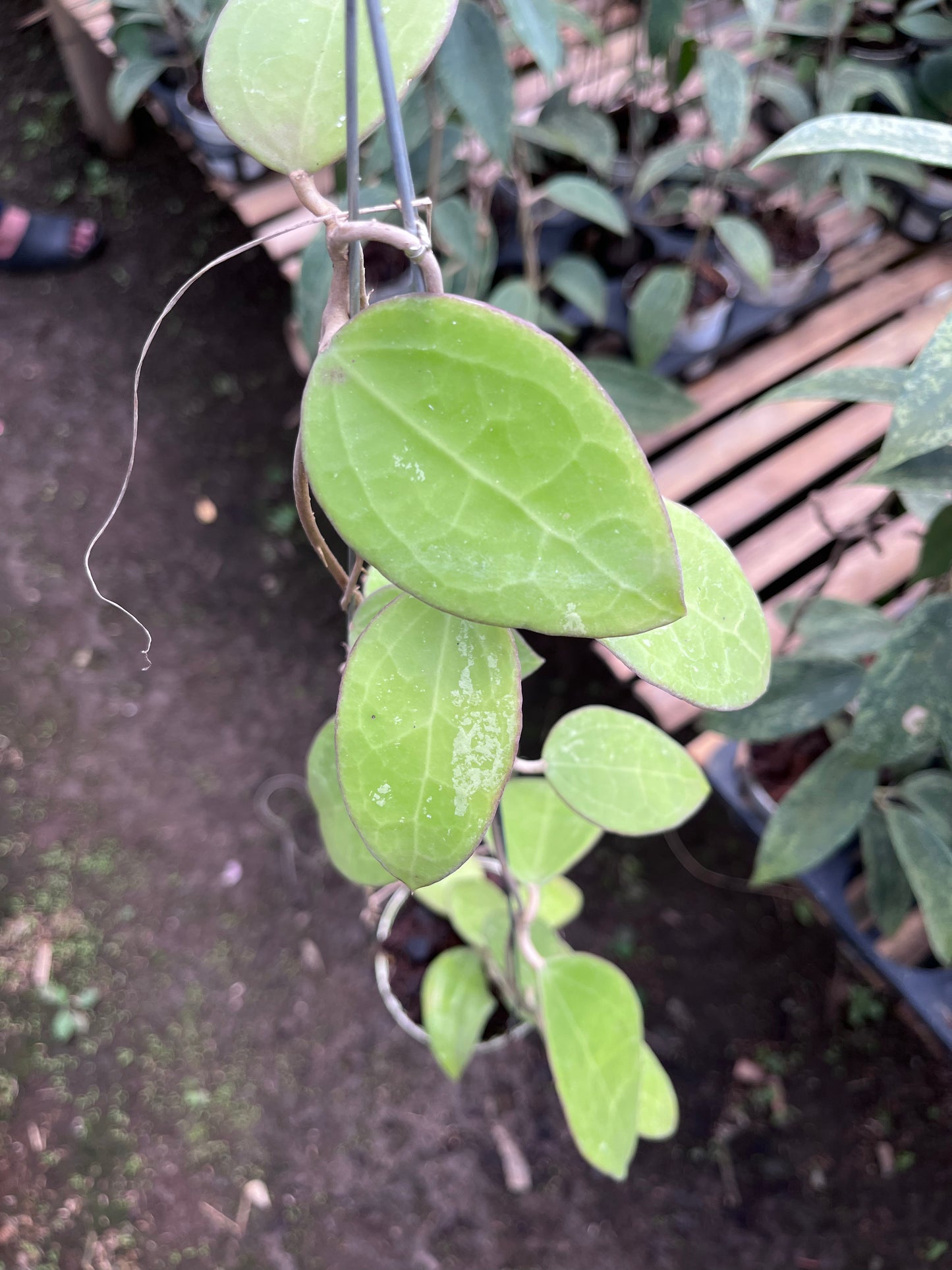 Hoya Verticilata Regular