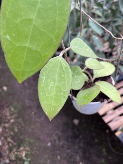 Hoya Verticilata Regular