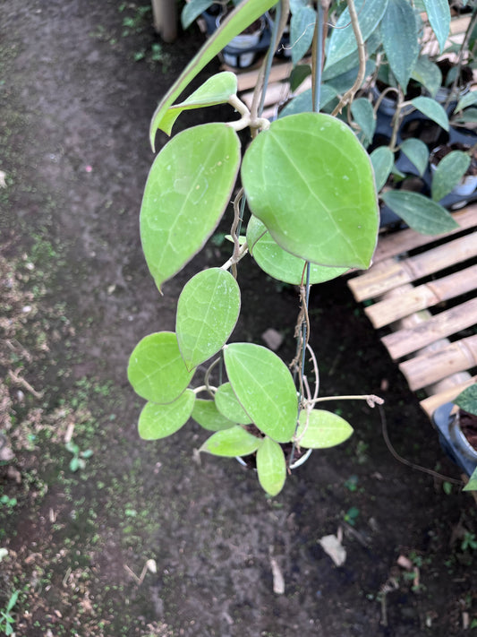 Hoya Verticilata Regular