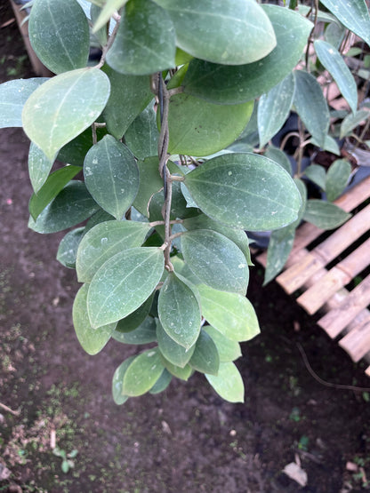 Hoya Tomataensis
