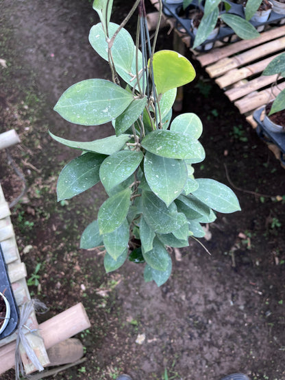 Hoya Tomataensis