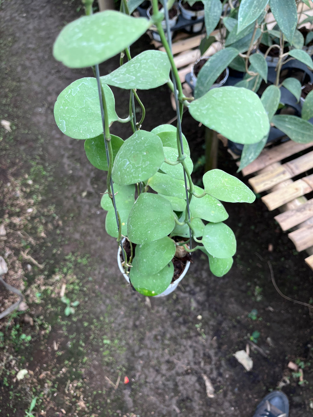 Hoya Katsbergii