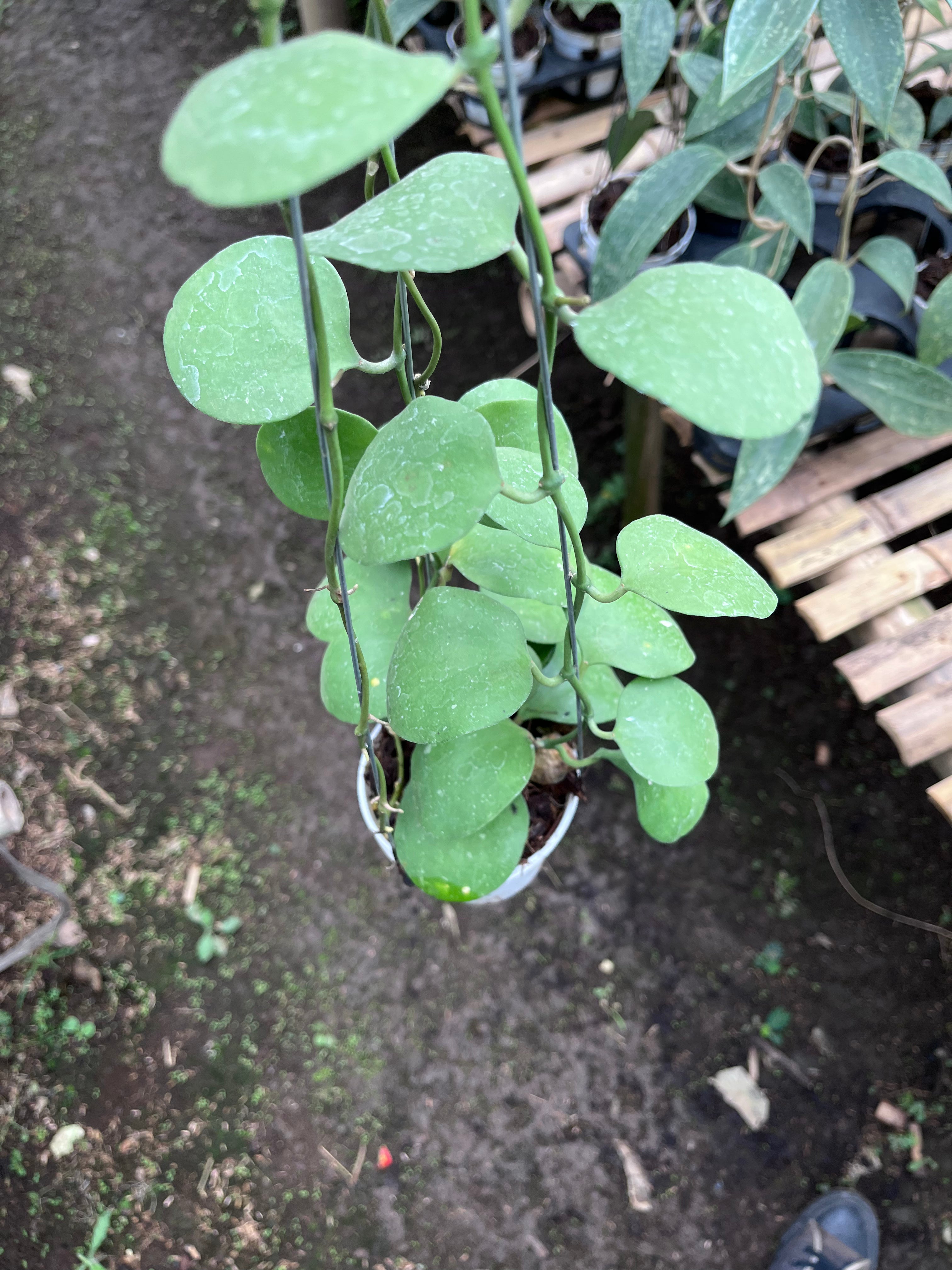 Hoya Katsbergii
