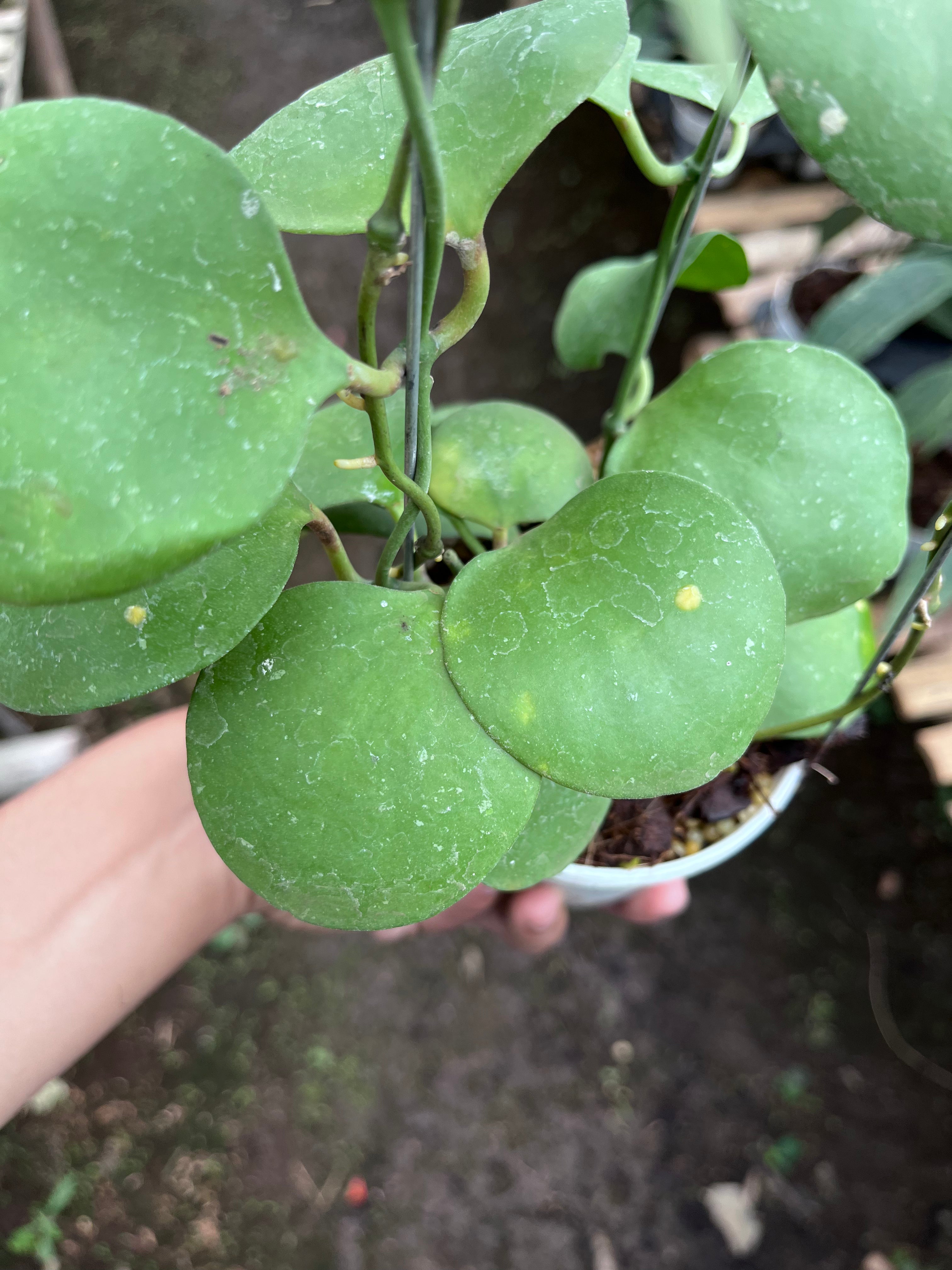 Hoya Katsbergii