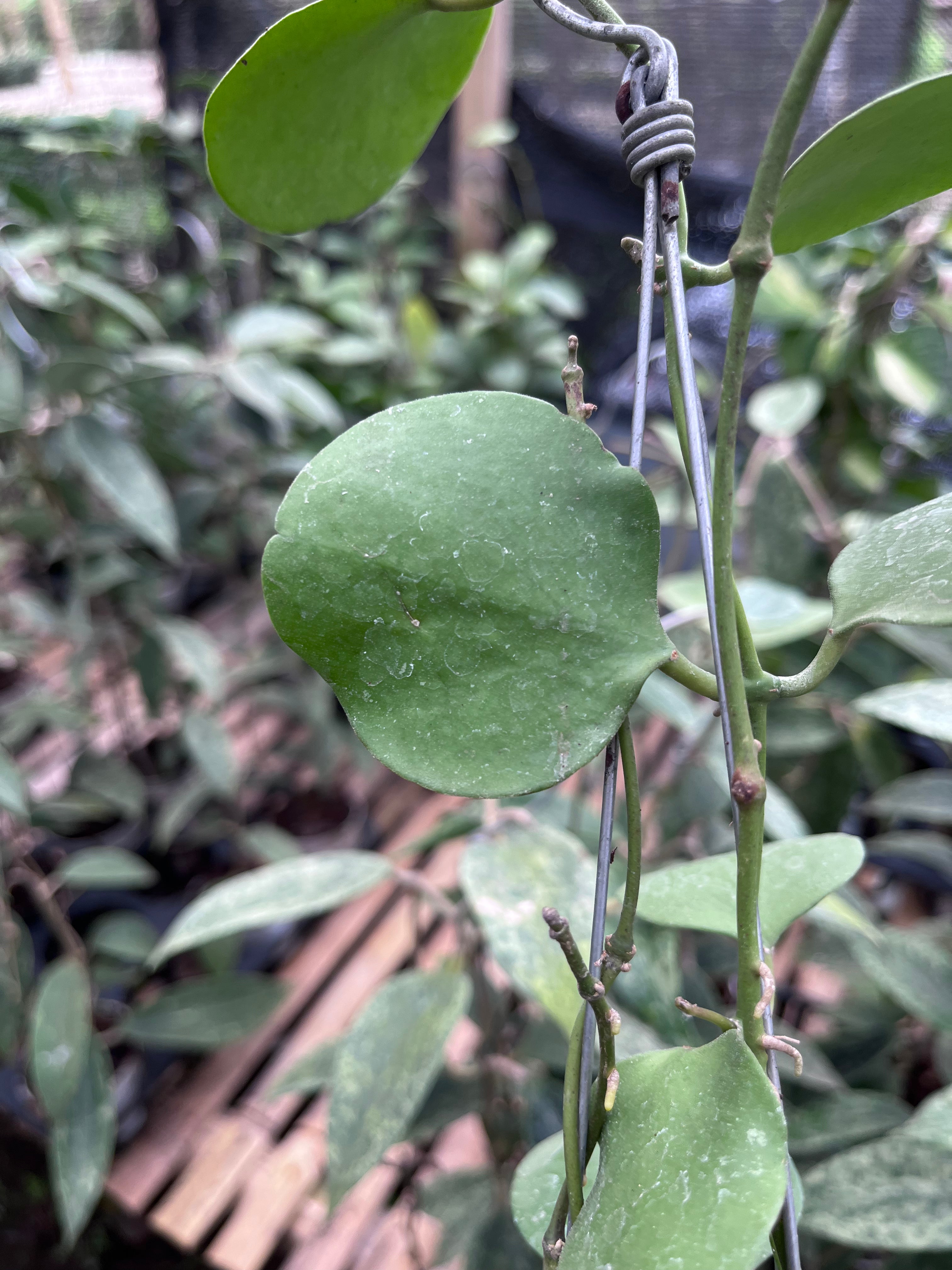 Hoya Katsbergii