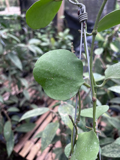 Hoya Katsbergii