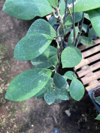Hoya Erythrostemma