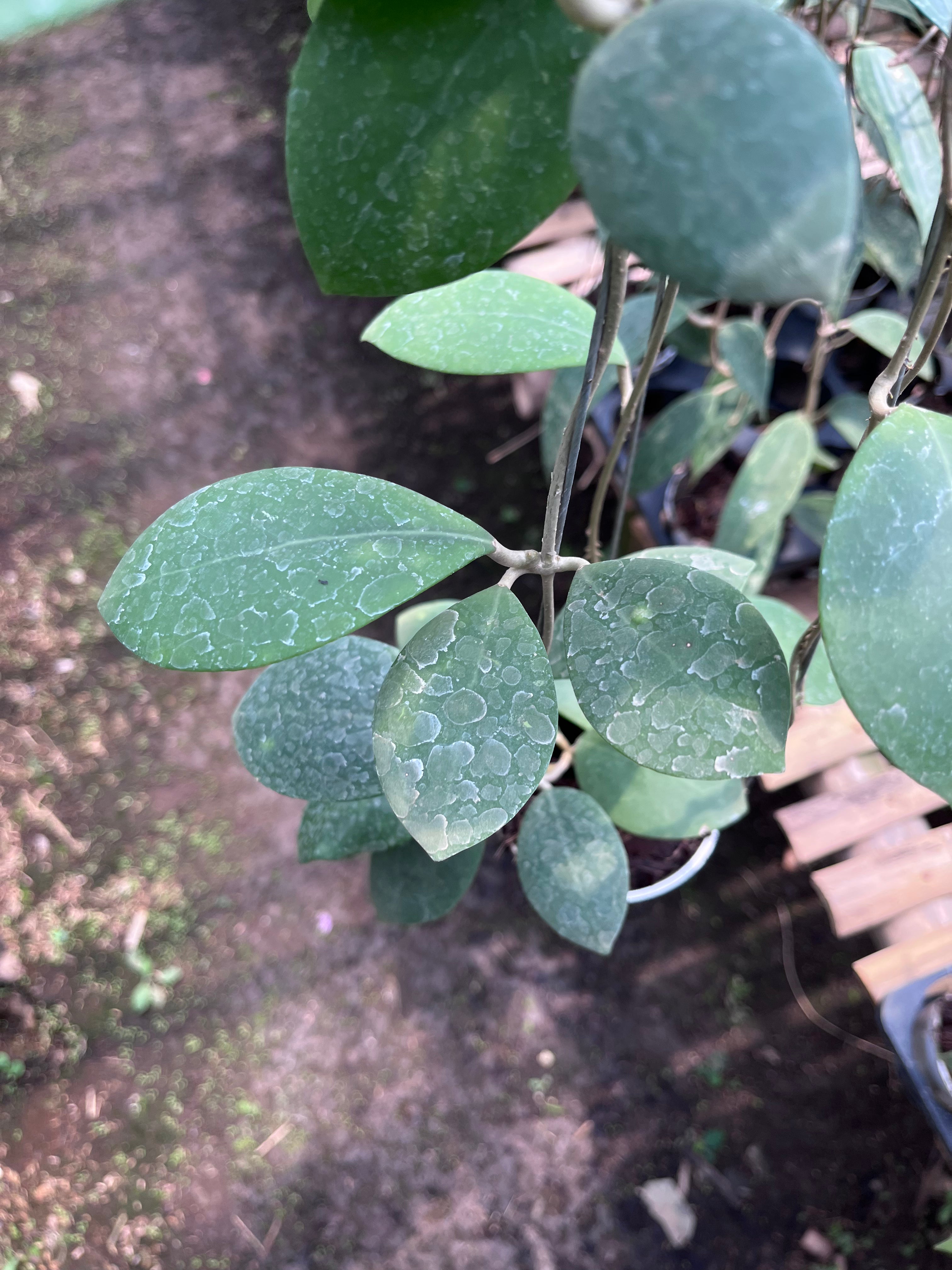 Hoya Erythrostemma