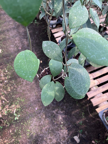 Hoya Erythrostemma