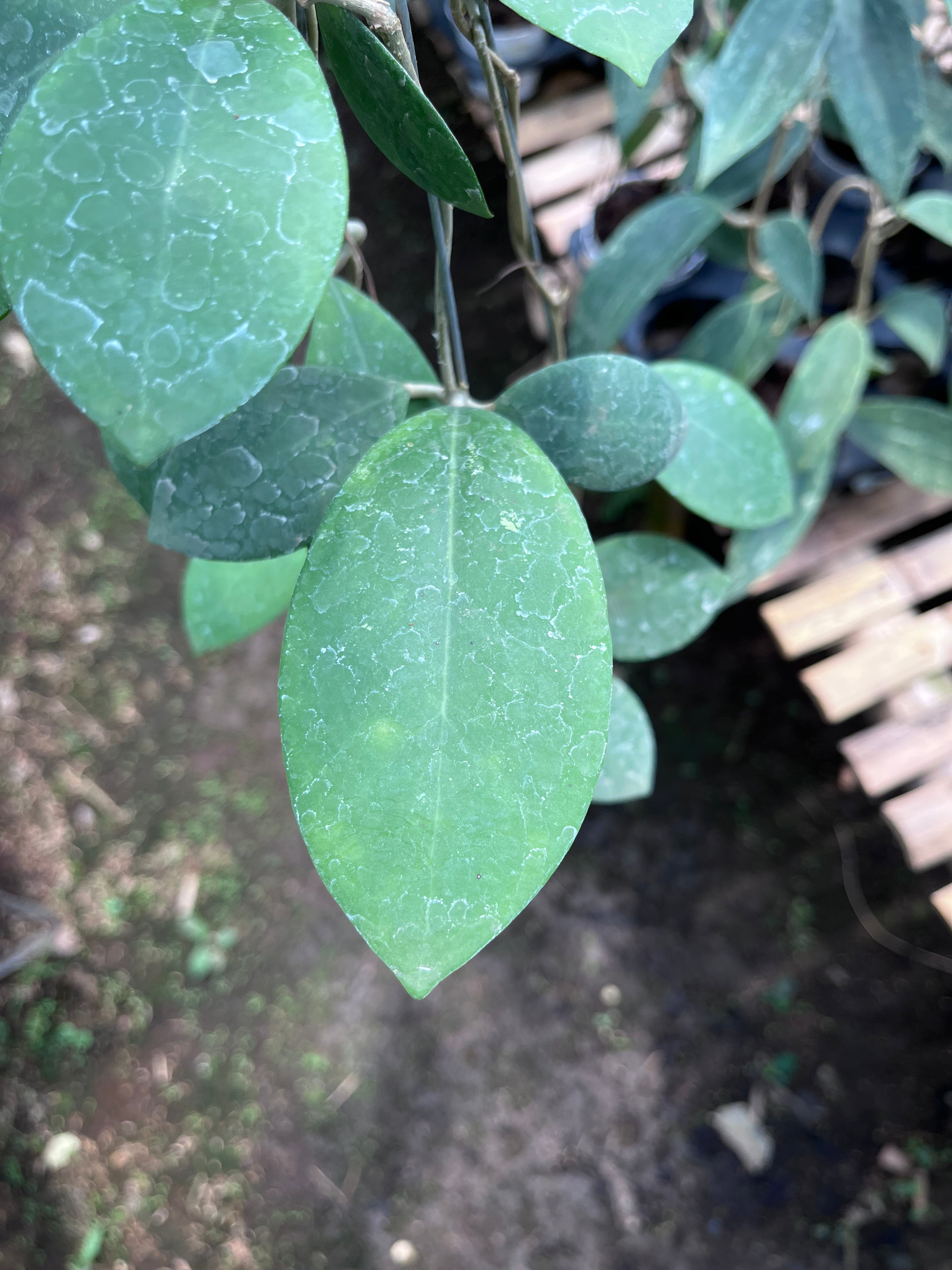 Hoya Erythrostemma
