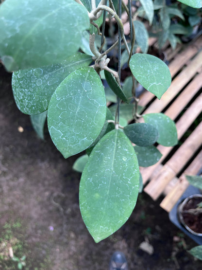 Hoya Erythrostemma