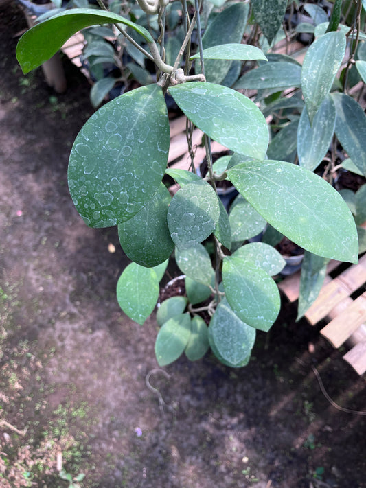 Hoya Erythrostemma
