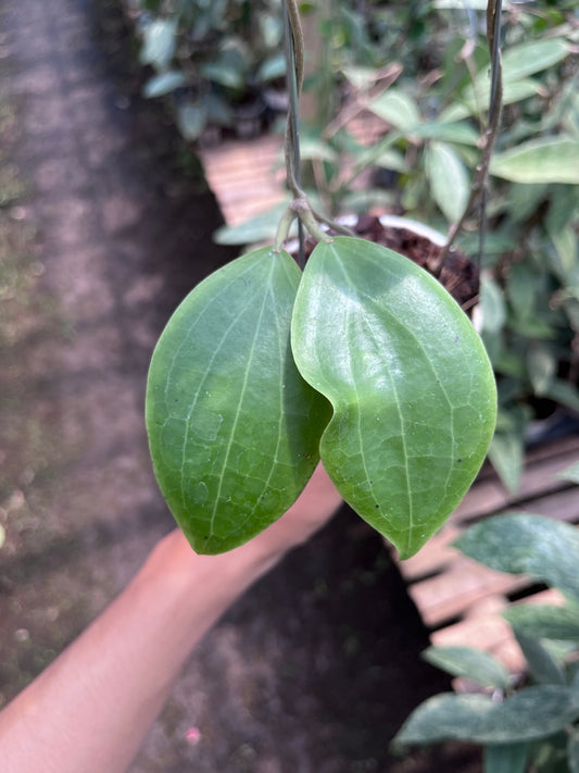 Hoya Dolicosparte Sp Slayar