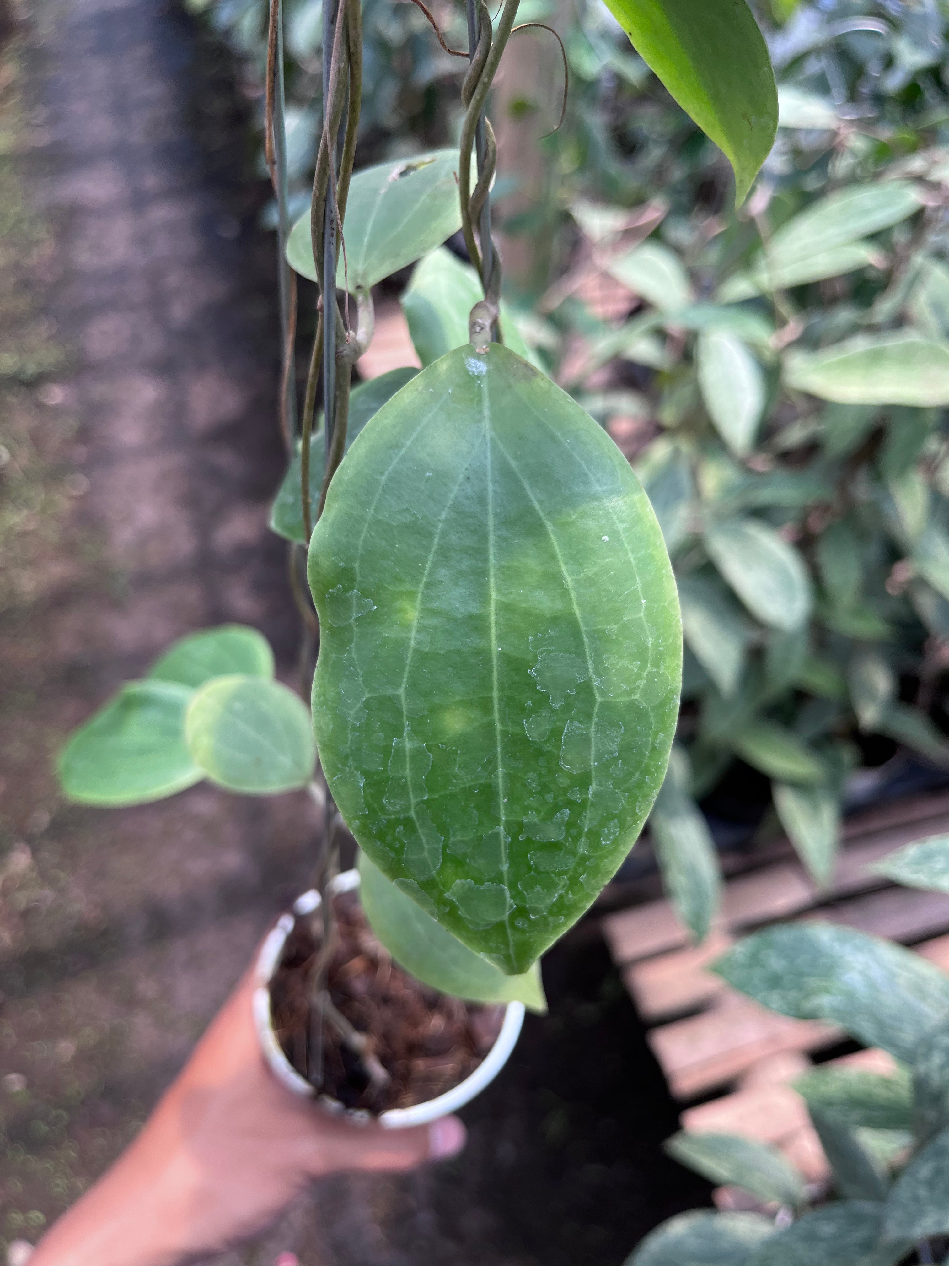 Hoya Dolicosparte Sp Slayar