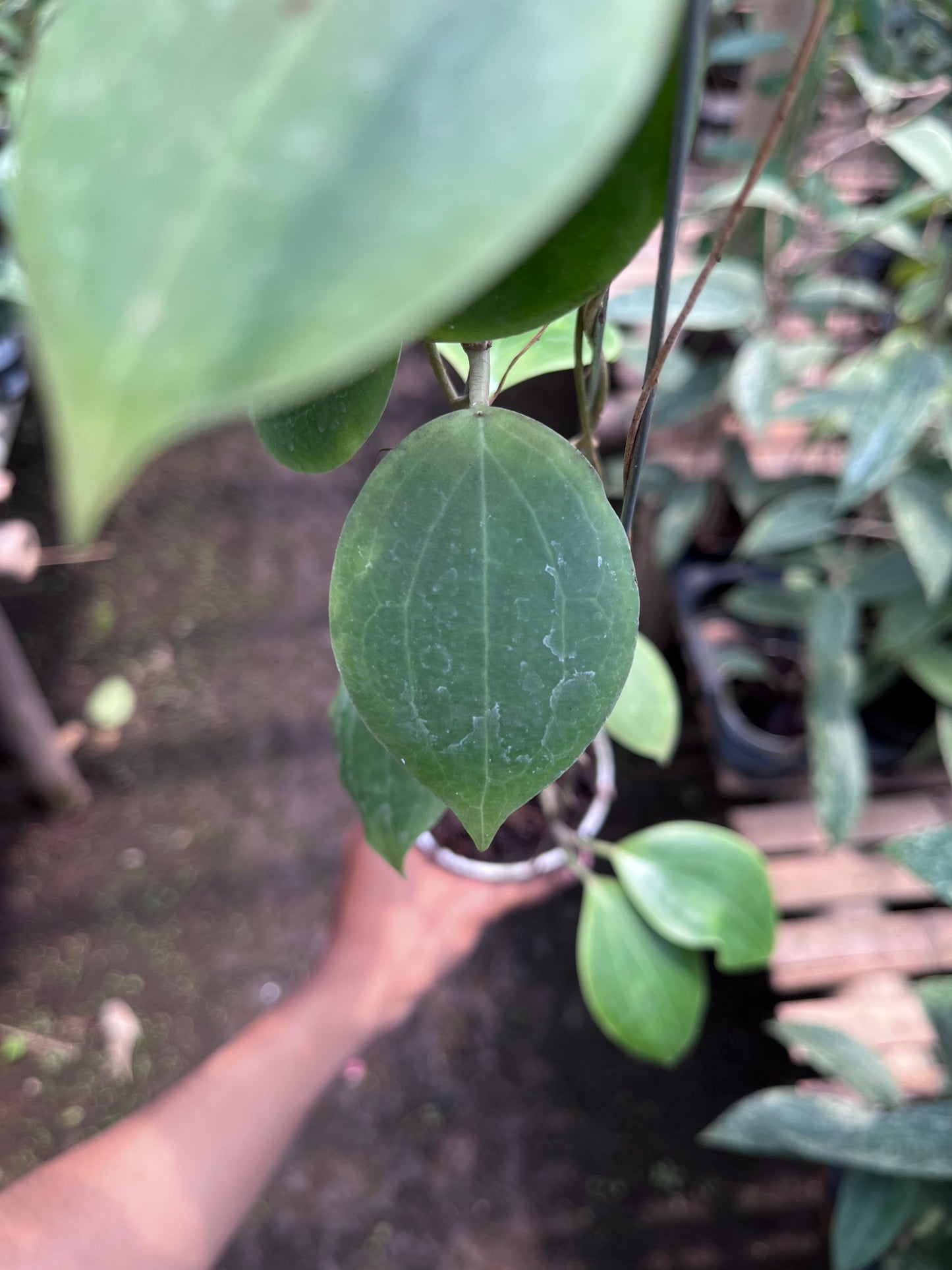 Hoya Dolicosparte Sp Slayar