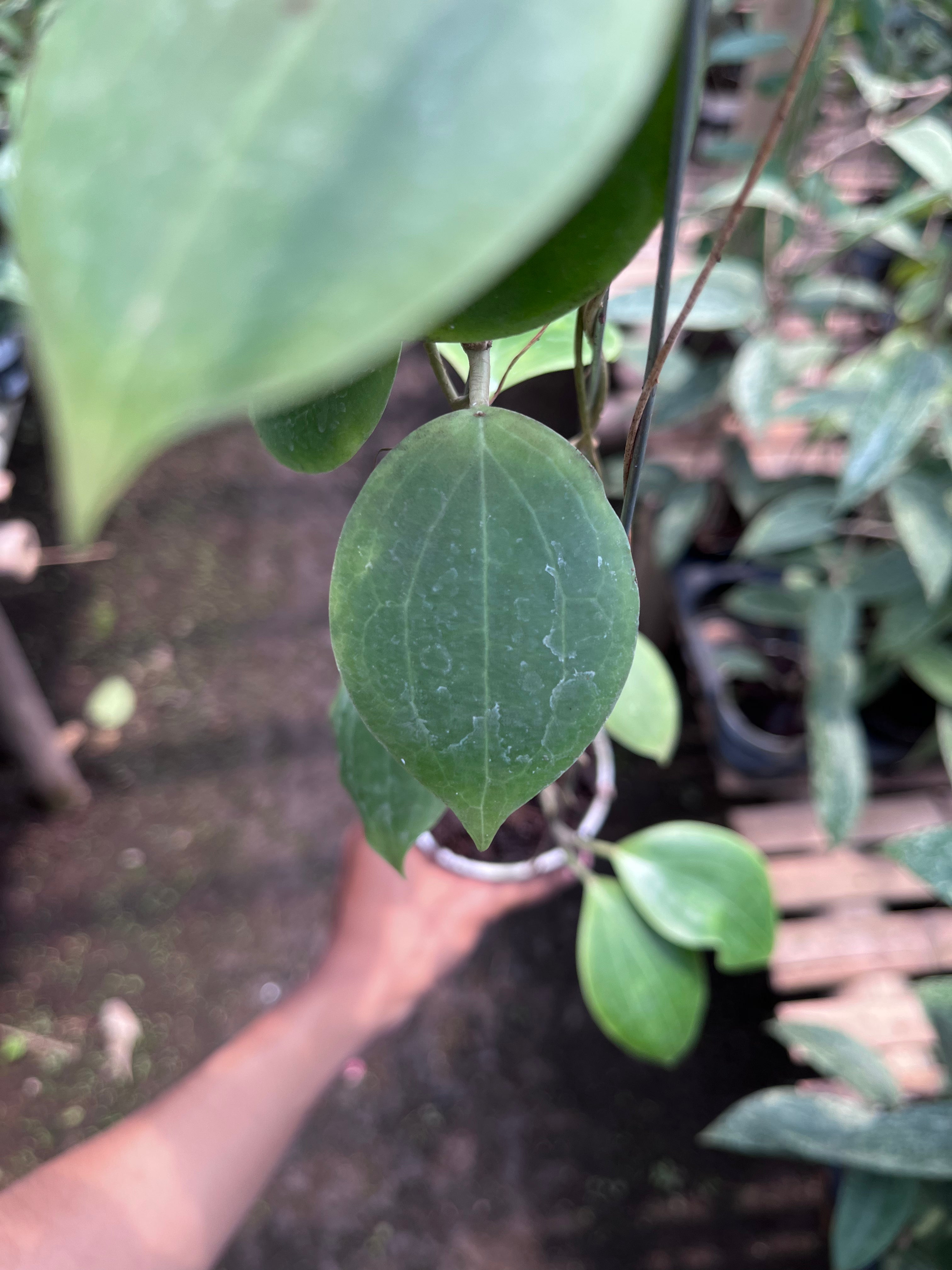 Hoya Dolicosparte Sp Slayar