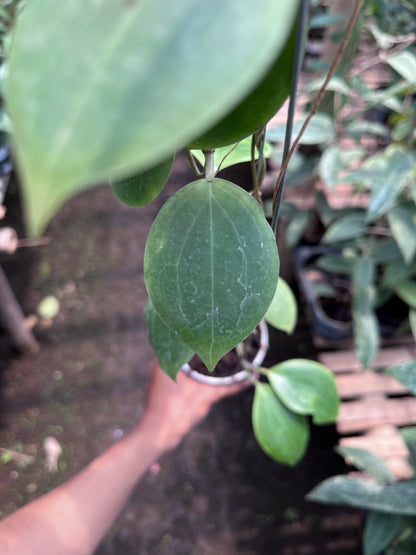 Hoya Dolicosparte Sp Slayar