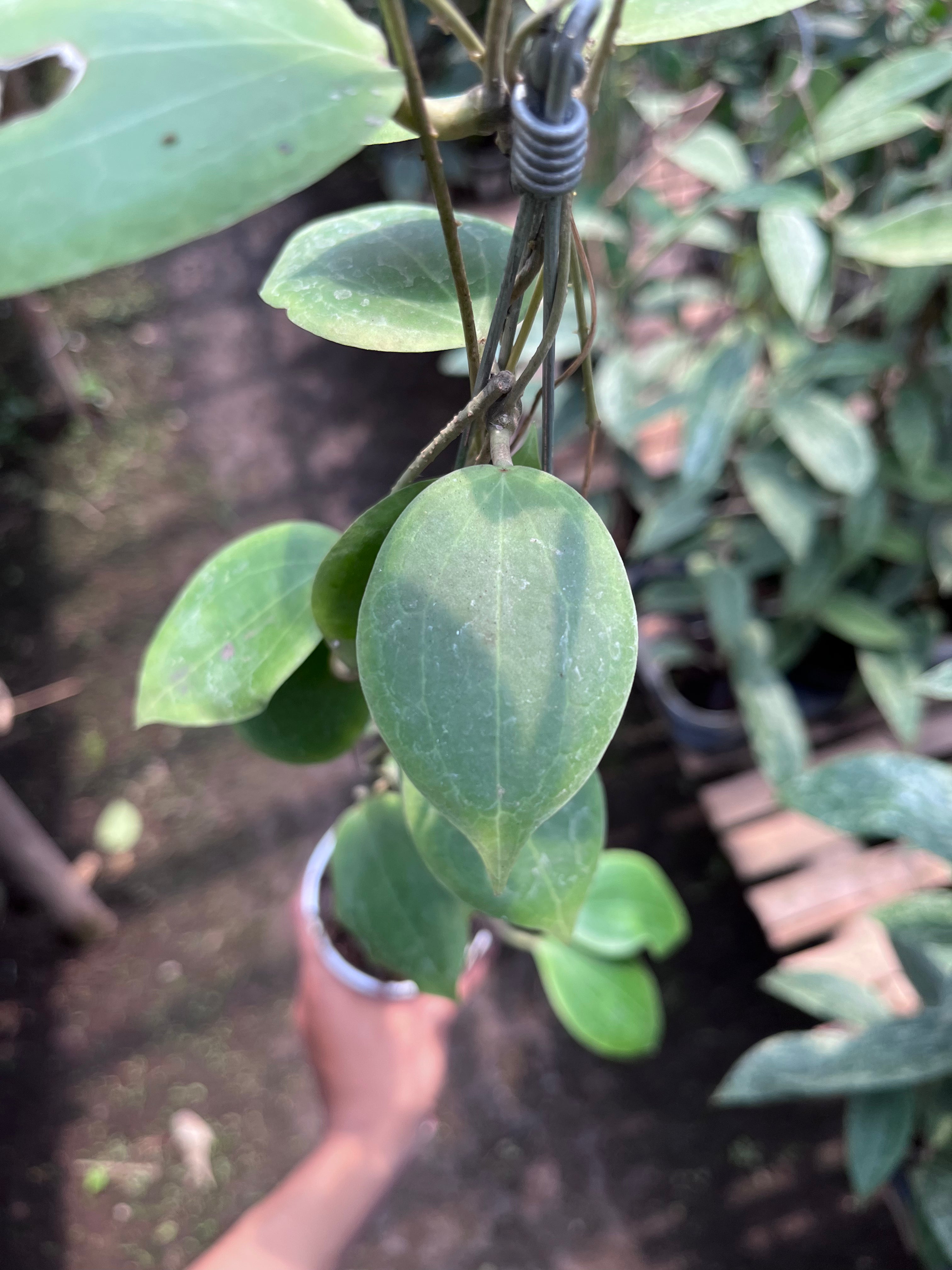 Hoya Dolicosparte Sp Slayar