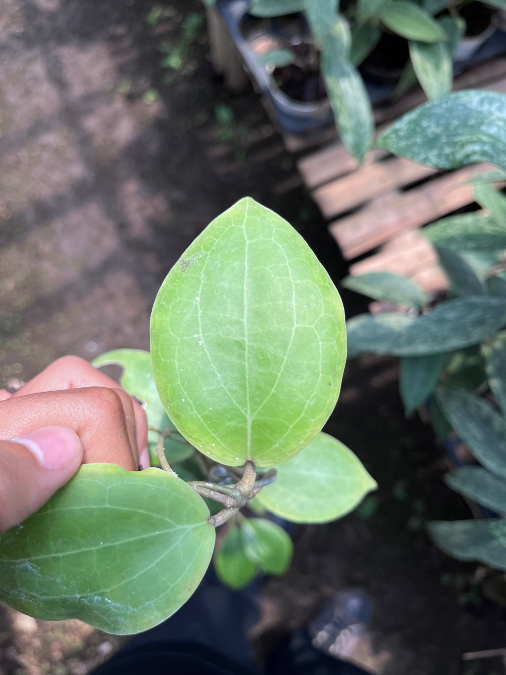 Hoya Dolicosparte Sp Slayar