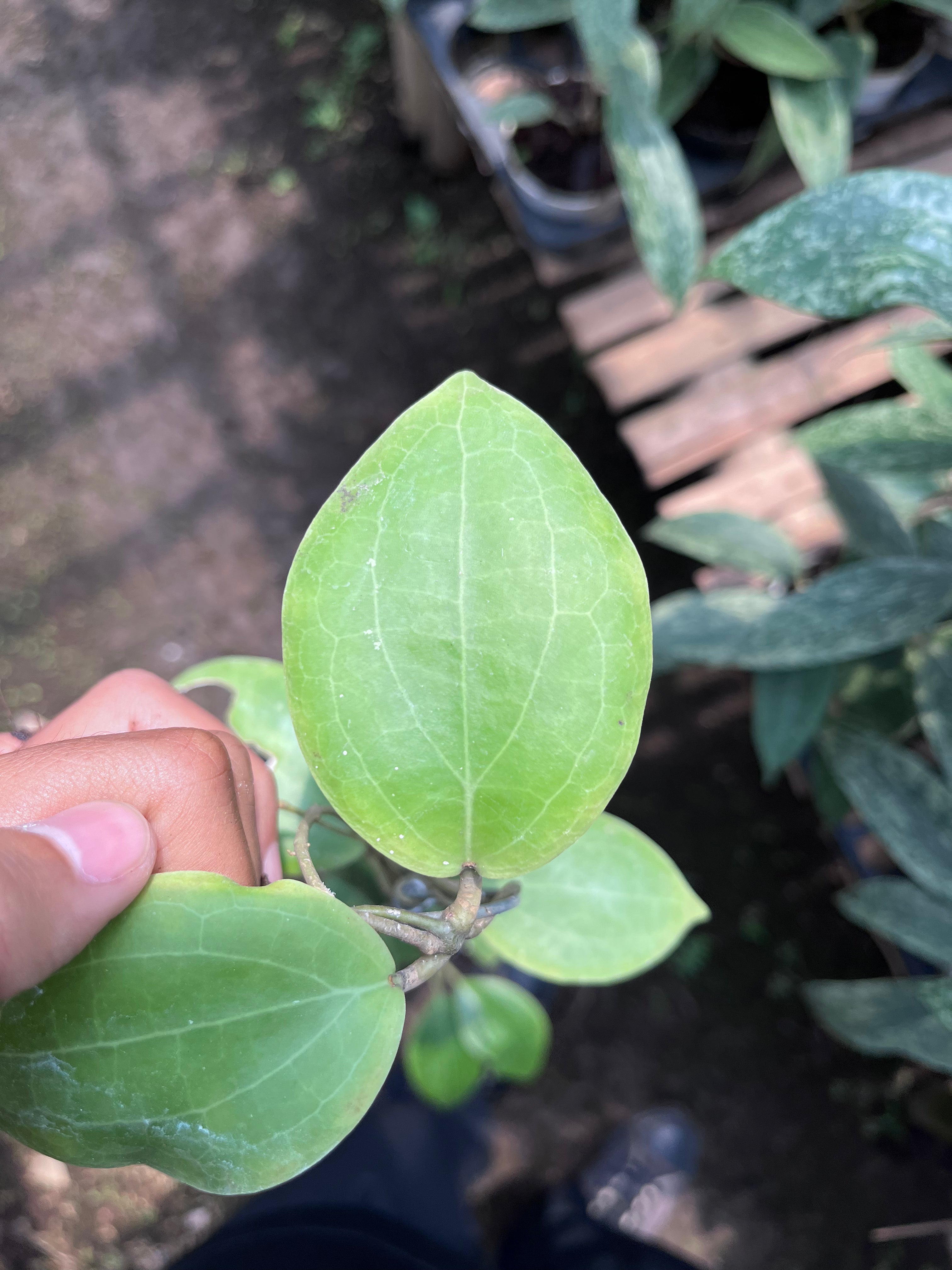Hoya Dolicosparte Sp Slayar