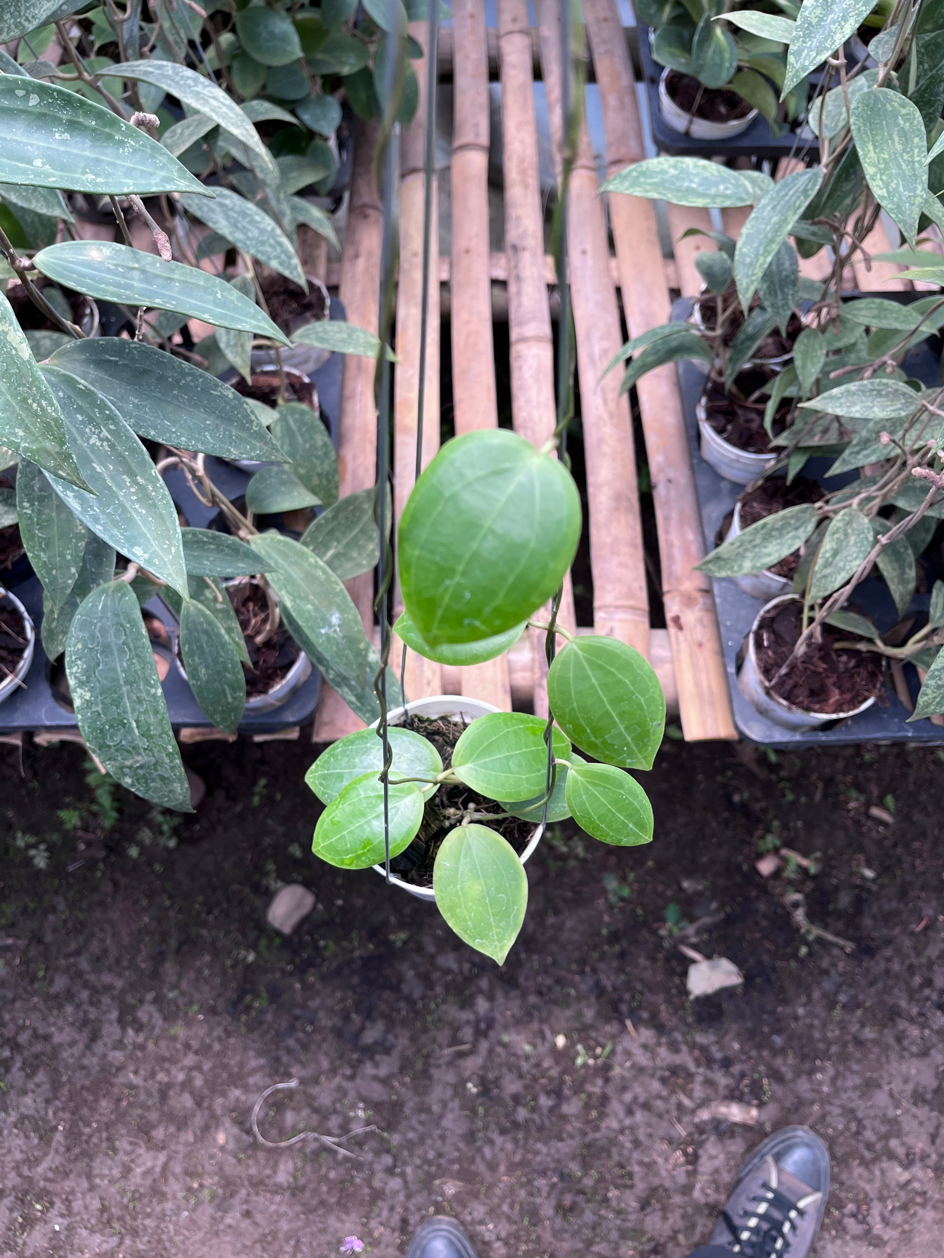 Hoya Dolicosparte Sp Slayar
