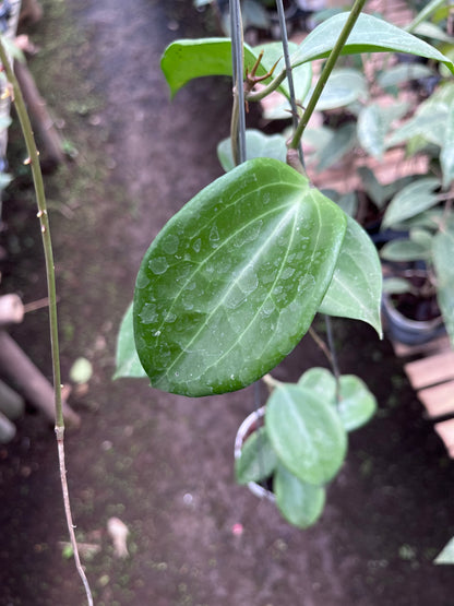 Hoya Quinquenervia