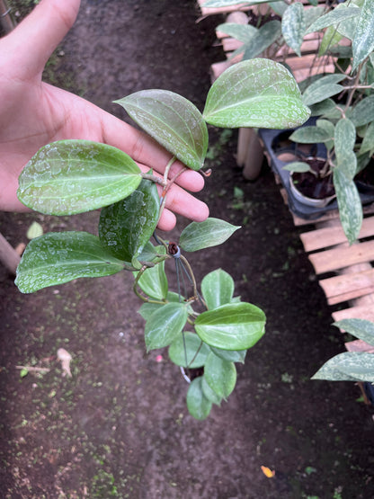 Hoya Quinquenervia
