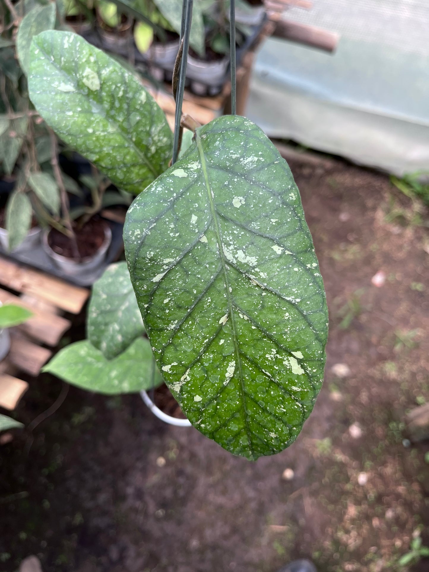 Hoya Meridithii Aceh