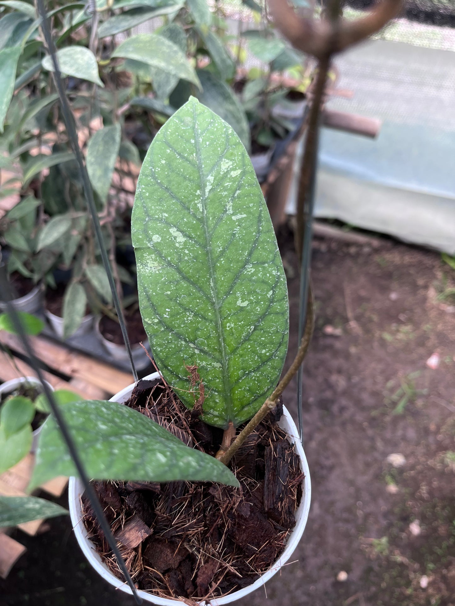Hoya Meridithii Aceh