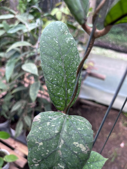 Hoya Meridithii Aceh